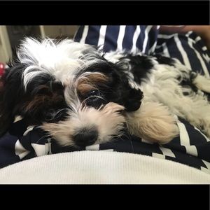 Meet your Posher, Maddie